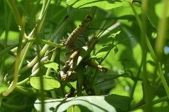 Coryacris angustipennis