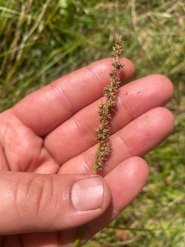 Carex vulpinoidea, photograph 5