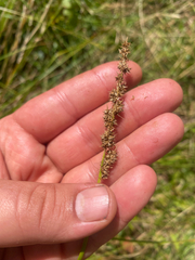 Carex vulpinoidea, photograph author not stated, no rights reserved