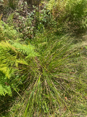 Carex vulpinoidea, photograph author not stated, no rights reserved