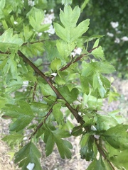 Crataegus monogyna