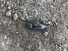 Athous haemorrhoidalis