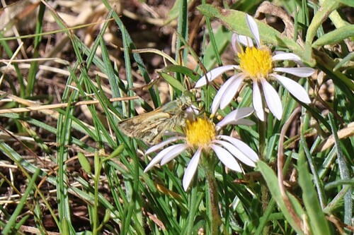 iNaturalist observation photo of Sandhill Skipper