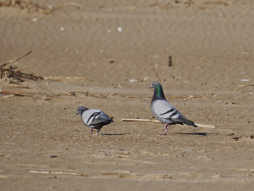 Feral Pigeon photographed in Delaware