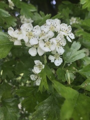 Crataegus monogyna