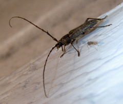 Elaphidion mucronatum