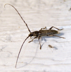Elaphidion mucronatum