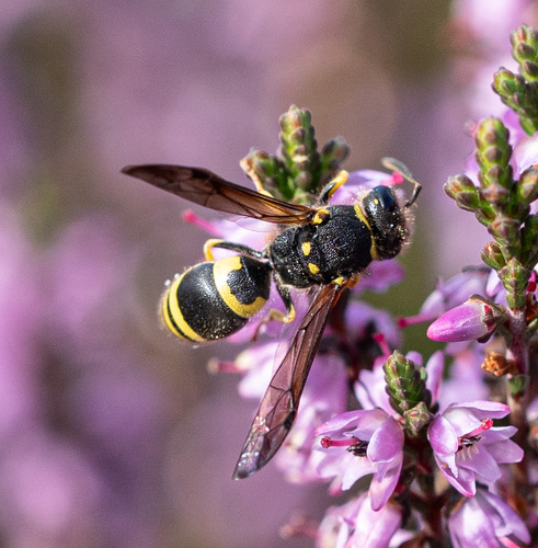 Ancistrocerus nigricornis observed 2026-09-06