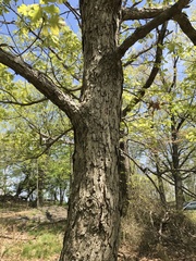 Quercus