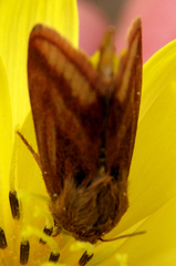 Schinia mitis