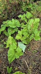 Petasites spurius, photograph (c) Анна Митрошенкова, some rights reserved (CC BY)