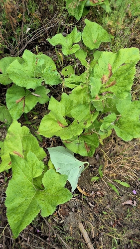 Petasites spurius, photograph 4