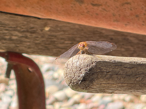 Autumn Meadowhawk
