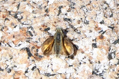 iNaturalist observation photo of Sandhill Skipper