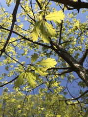 Quercus
