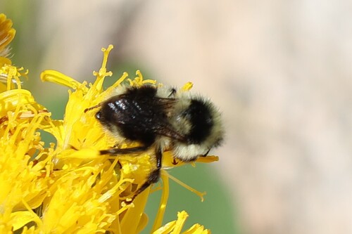 iNaturalist observation photo of Bumble Bees
