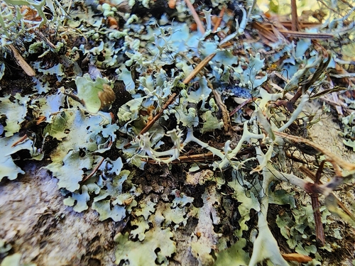 Leucodermia leucomelos observed 2026-09-05
