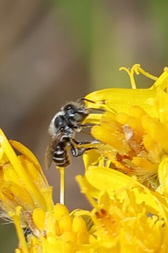iNaturalist observation photo of Megachilinae