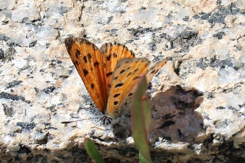 iNaturalist observation photo of Lustrous Copper