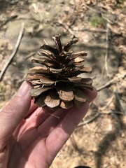 Pinus