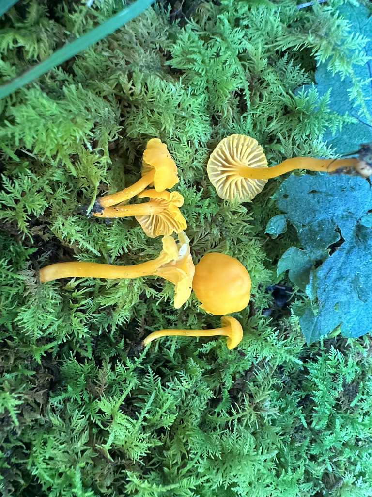 Small Chanterelle · September 2026 · photo: Photo: (c) Richard Jacob, some rights reserved (CC BY) · iNaturalist