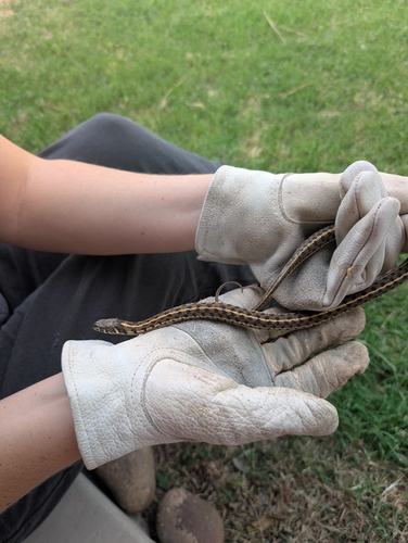 Checkered Garter Snake