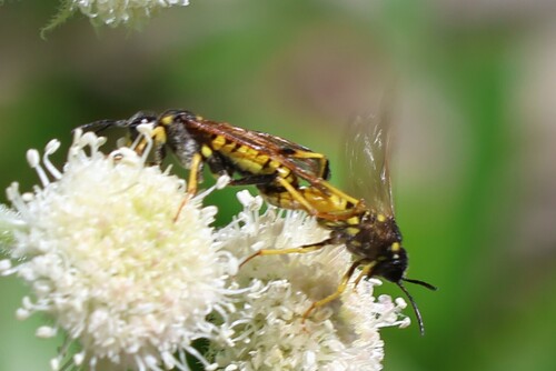 iNaturalist observation photo of Prairie Yellowjacket