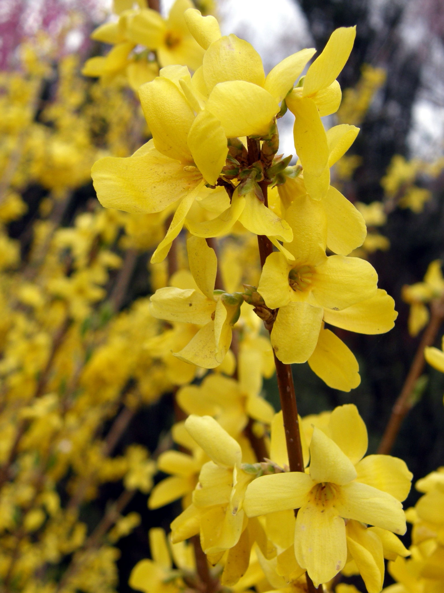 Forsythia Suspensa Natusfera