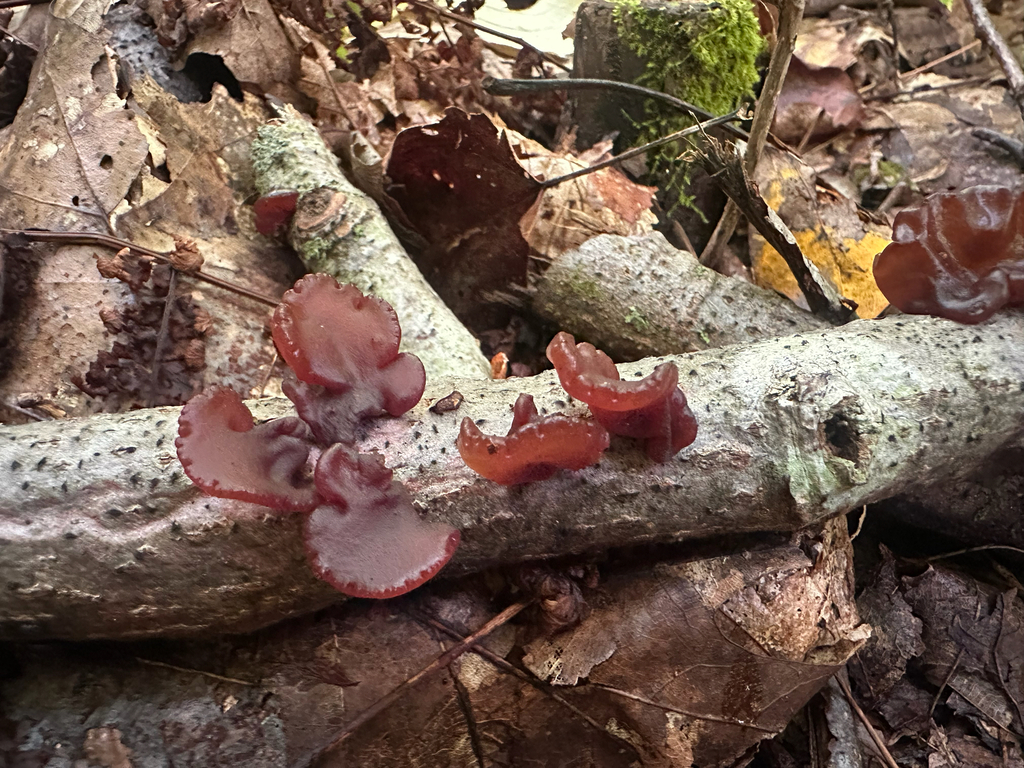 American Amber Jelly Fungus · September 2026 · photo: Photo: (c) Richard Jacob, some rights reserved (CC BY) · iNaturalist