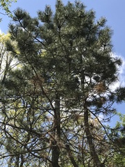 Pinus