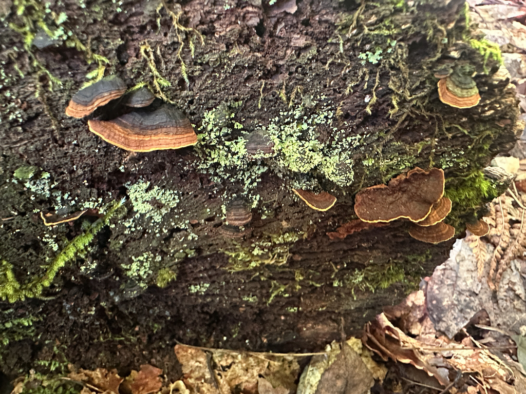 Oak Curtain Crust Fungus