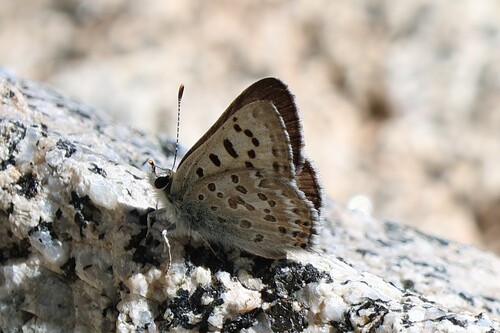 iNaturalist observation photo of Tharsalea