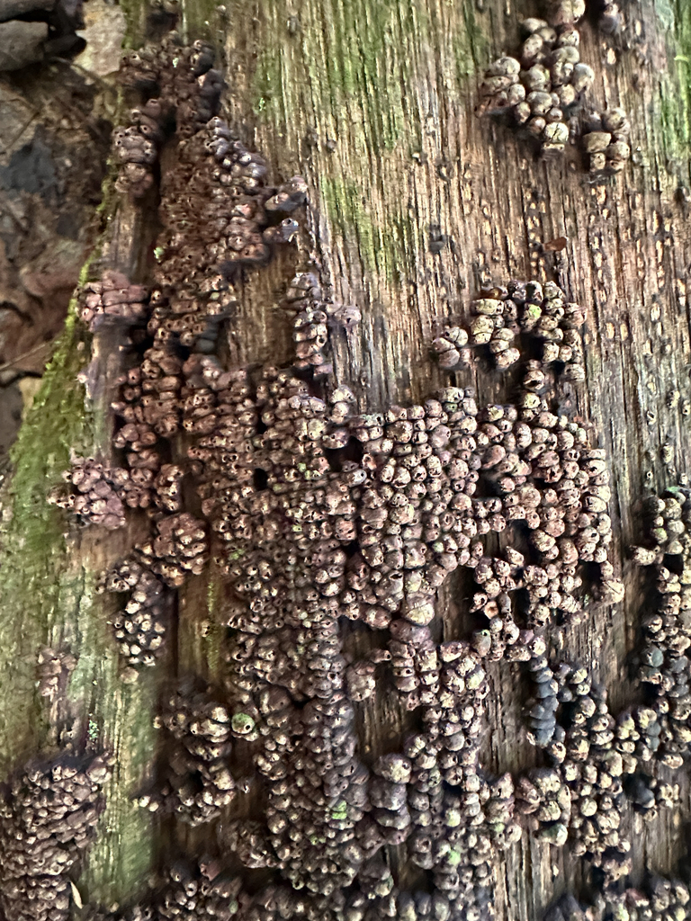 ceramic parchment · September 2026 · photo: Photo: (c) Richard Jacob, some rights reserved (CC BY) · iNaturalist