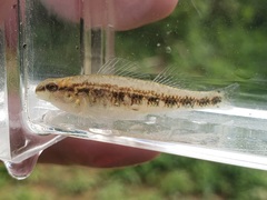 Etheostoma pyrrhogaster