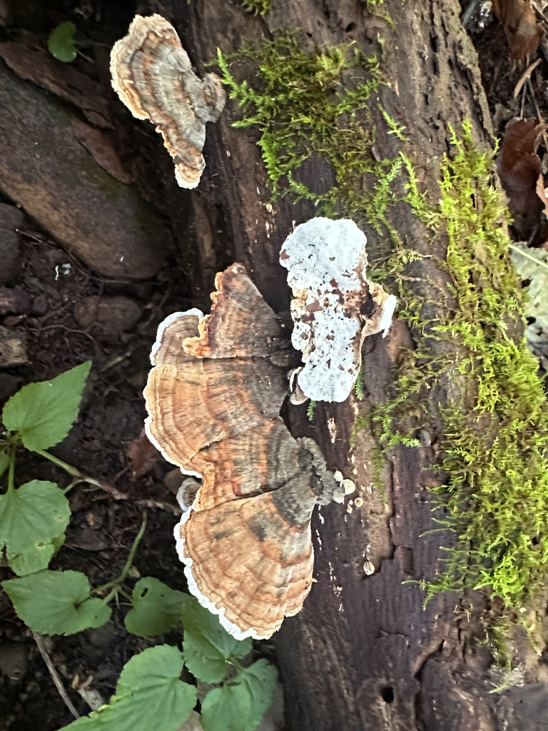 turkey-tail · September 2026 · photo: Photo: (c) Richard Jacob, some rights reserved (CC BY) · iNaturalist