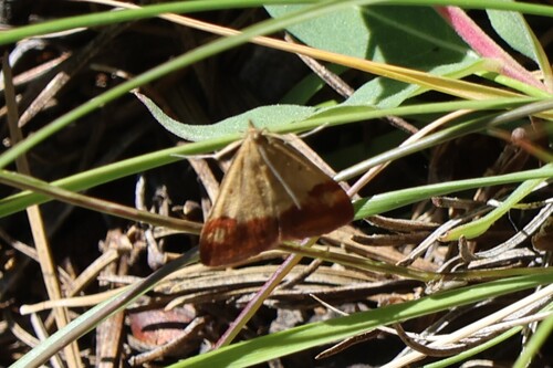 iNaturalist observation photo of Rusty Pyrausta