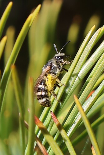 iNaturalist observation photo of Halictina