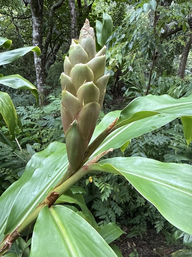 Hedychium coronarium observed 2026-09-04