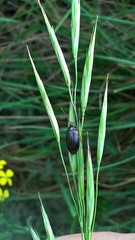 Gonodera luperus