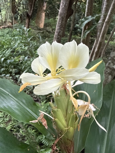 Hedychium coronarium observed 2026-09-04
