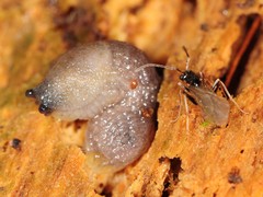 Arion intermedius