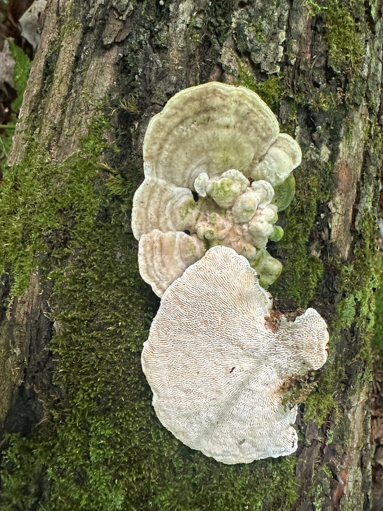 Lumpy Bracket · September 2026 · photo: Photo: (c) Richard Jacob, some rights reserved (CC BY) · iNaturalist