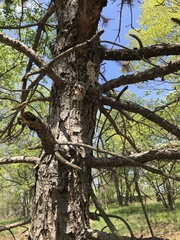 Pinus