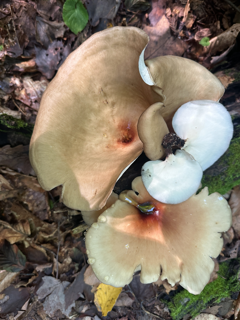 Bay Polypore · September 2026 · photo: Photo: (c) Richard Jacob, some rights reserved (CC BY) · iNaturalist