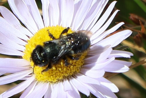 iNaturalist observation photo of Mason Bees