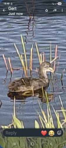 iNaturalist image