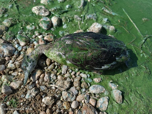 iNaturalist: (c) faluke, some rights reserved (CC BY-NC), uploaded by faluke iNaturalist image