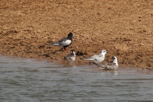 iNaturalist image