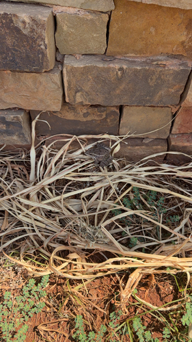 Plains Leopard Frog