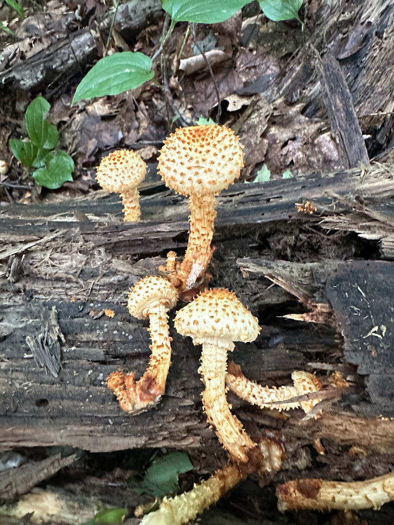 Sharp-scaly Pholiota · September 2026 · photo: Photo: (c) Richard Jacob, some rights reserved (CC BY) · iNaturalist